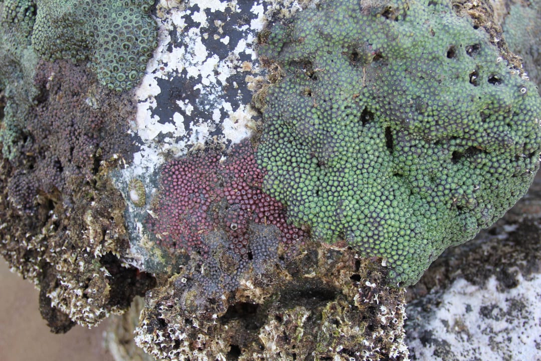 Hotel Iberotel Miramar Al Aqah Beach Resort Miramar Al Aqah Beach Resort