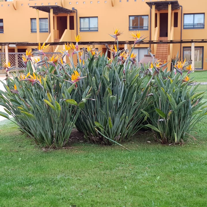 Gartenanlage NH Marina Portimão Resort