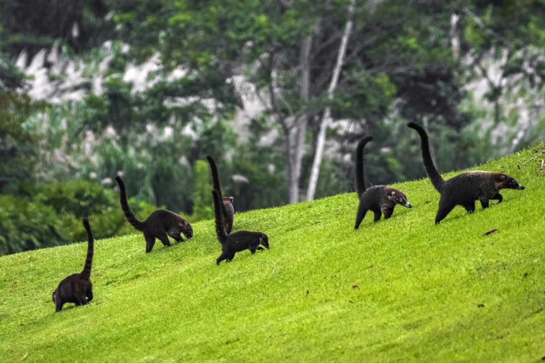 Sonstiges Summit Rainforest & Golf Resort