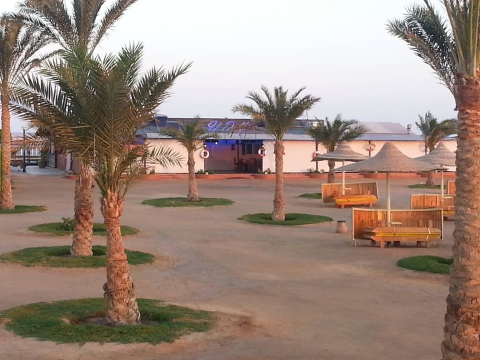 Il Delfino Desert Rose