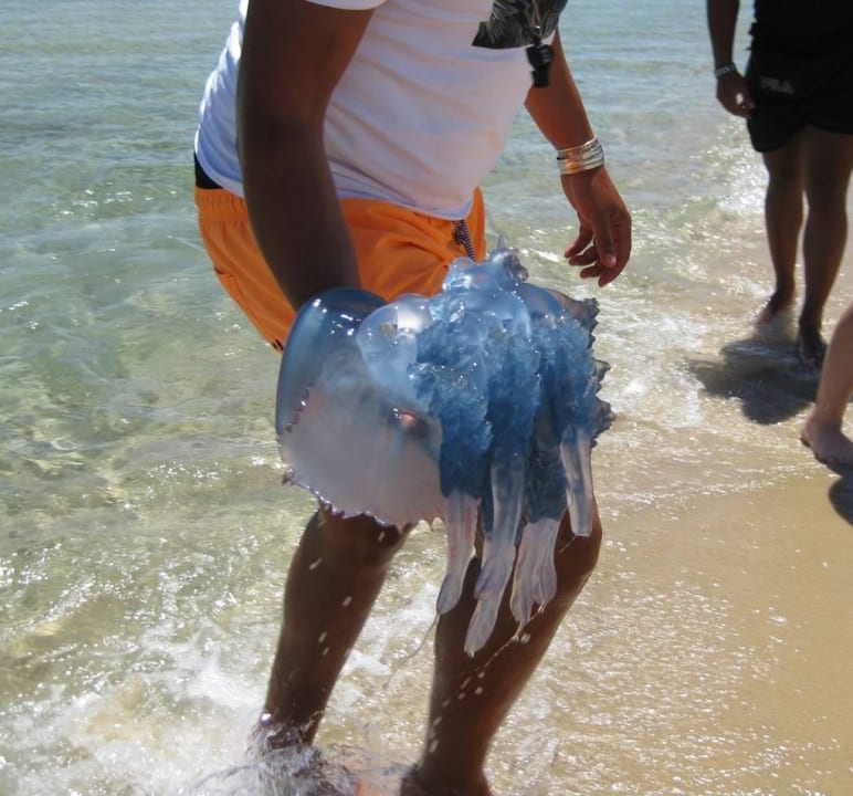 Unheimliche Schönheit The Orangers Beach Resort and Bungalows