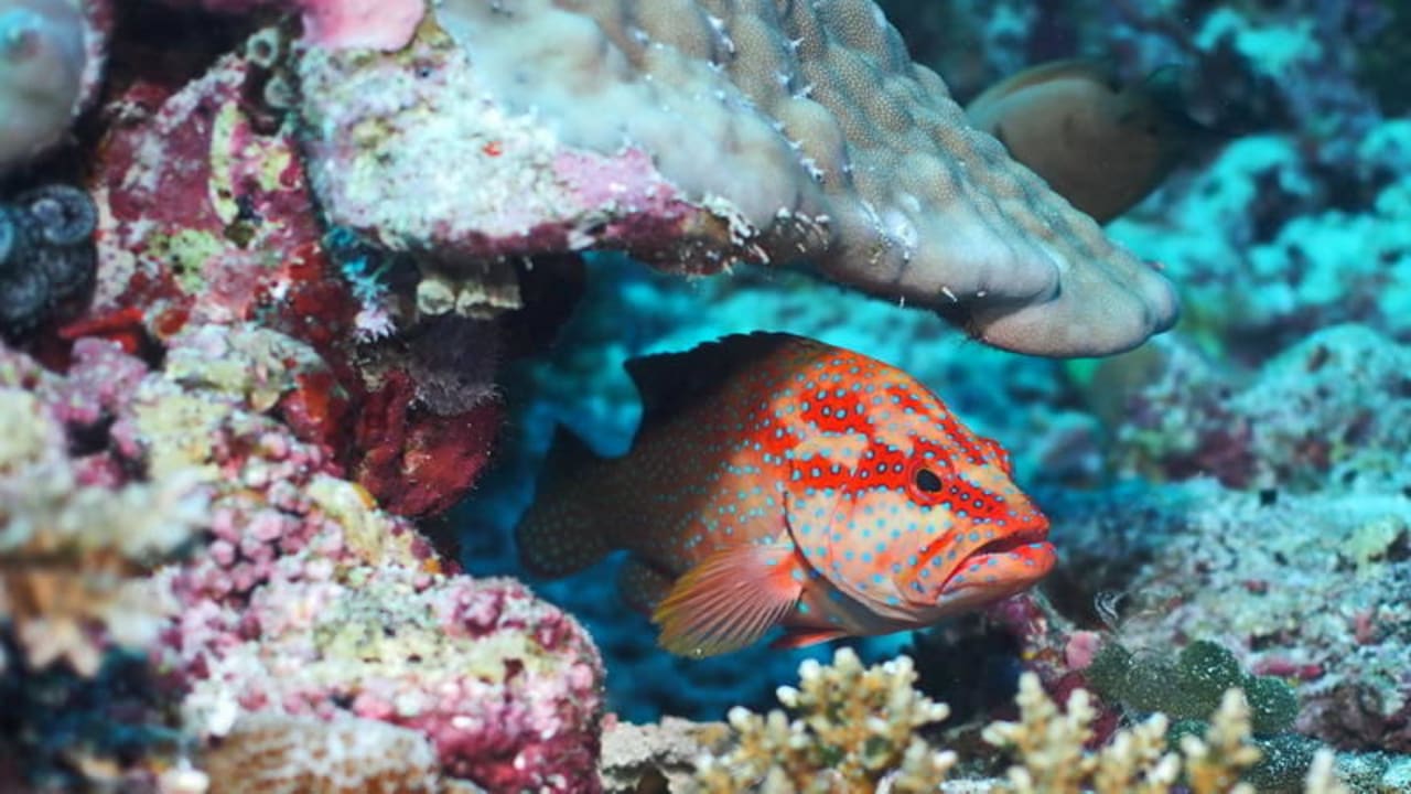 Barsch Biyadhoo Island Resort