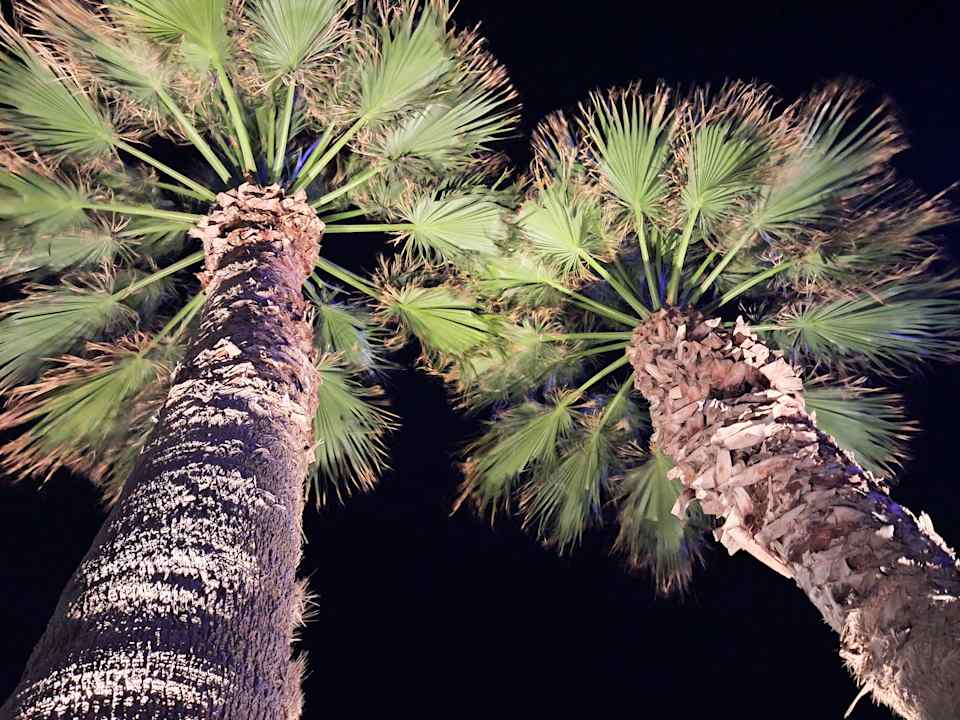 Gartenanlage Hotel Calypso Beach