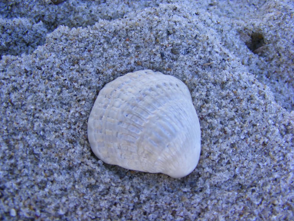 Muscheln Hotel Gaia Village