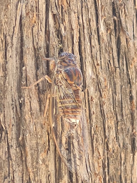 Gartenanlage Vantaris Luxury Beach Resort