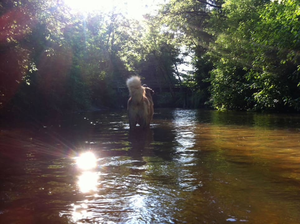 Oste / Fluss Ferienhaus Ostehof Weertzen