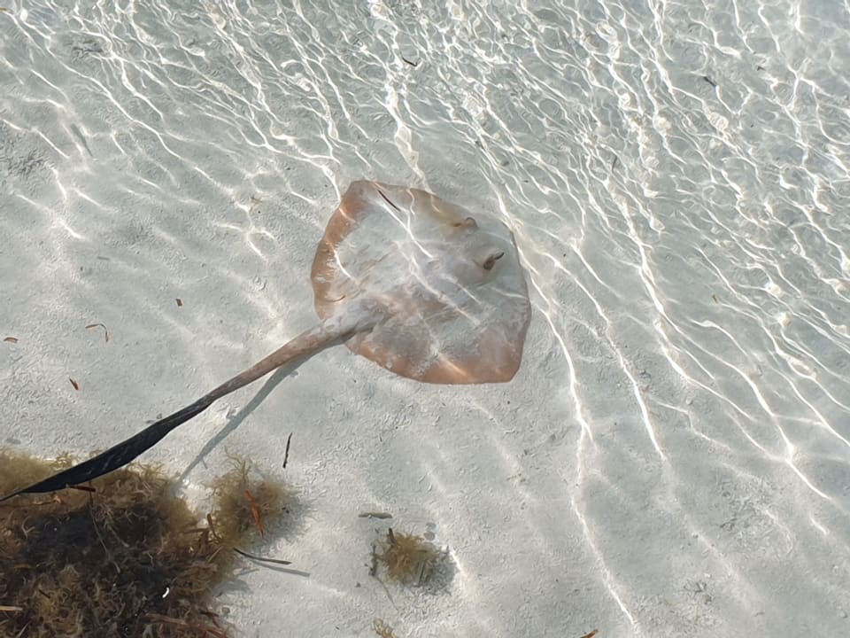 Sport & Freizeit OZEN LIFE MAADHOO