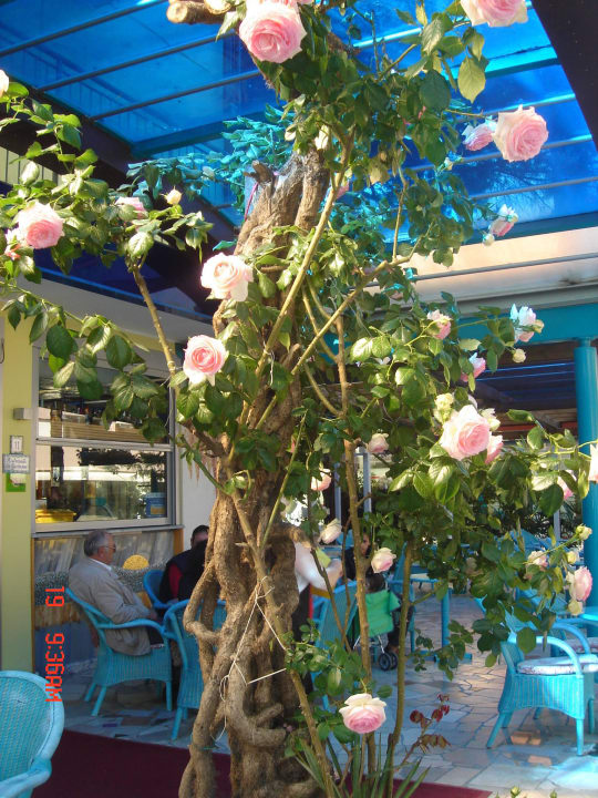 Il rosaio della sposa Hotel Da Giovanna