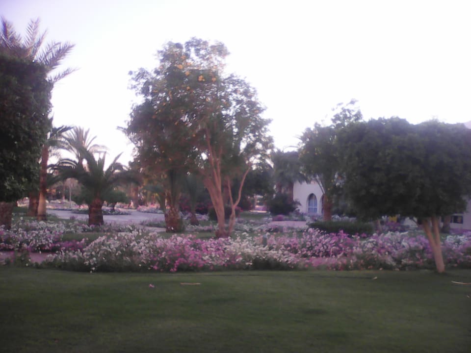 Sonstiges Desert Rose