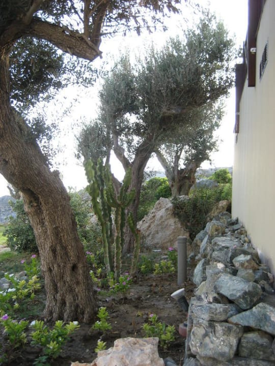 Olivenbäume auf dem Weg zum Strand Hotel Kalithea Horizon Royal