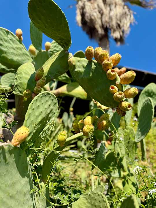 Gartenanlage Hotel Kalithea Horizon Royal