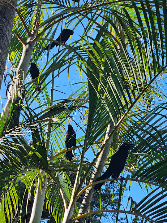 Ausblick Hotel Riu Negril
