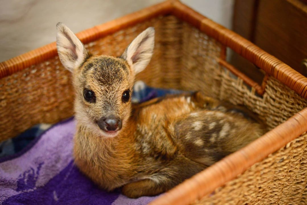 Sonstiges Ferienwohnungen Gullyhof