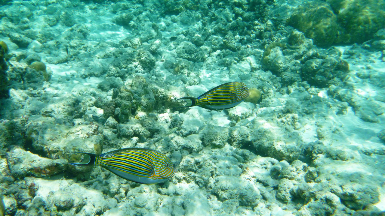Unter Wasser... Reethi Beach Resort