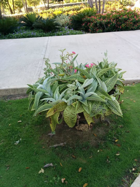 Garten Decameron Baru