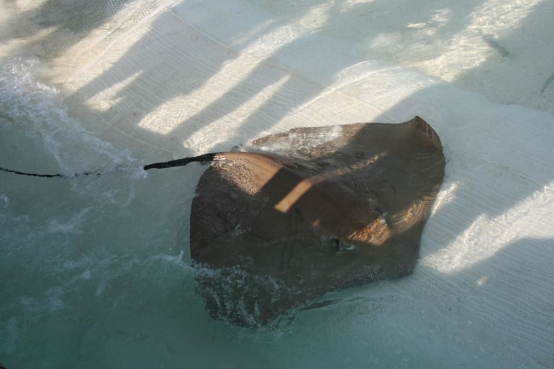 Banyan Tree, Vabbinfaru, Stachelrochenfütterung Banyan Tree Vabbinfaru