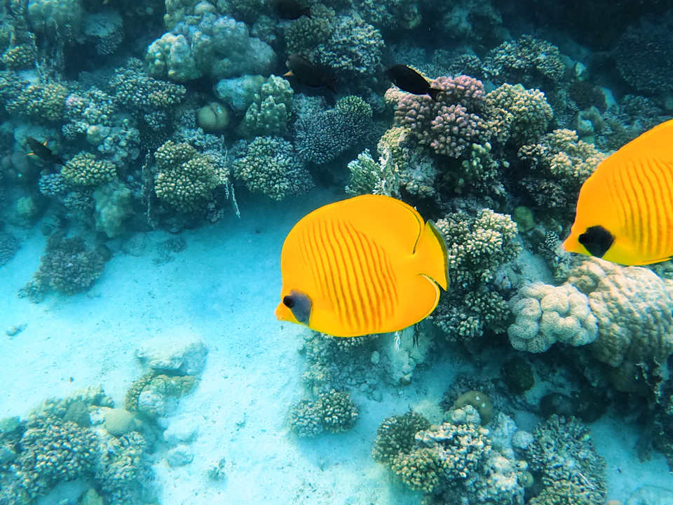 Sport & Freizeit Mövenpick Resort El Quseir