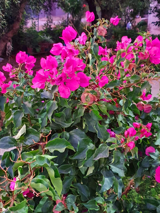 Gartenanlage Hotel Paloma Garden