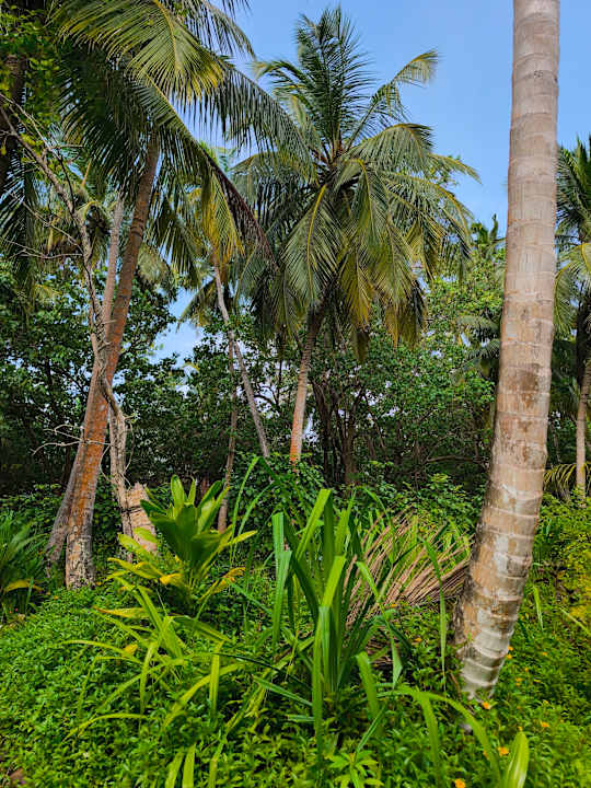 Gartenanlage Filitheyo Island Resort