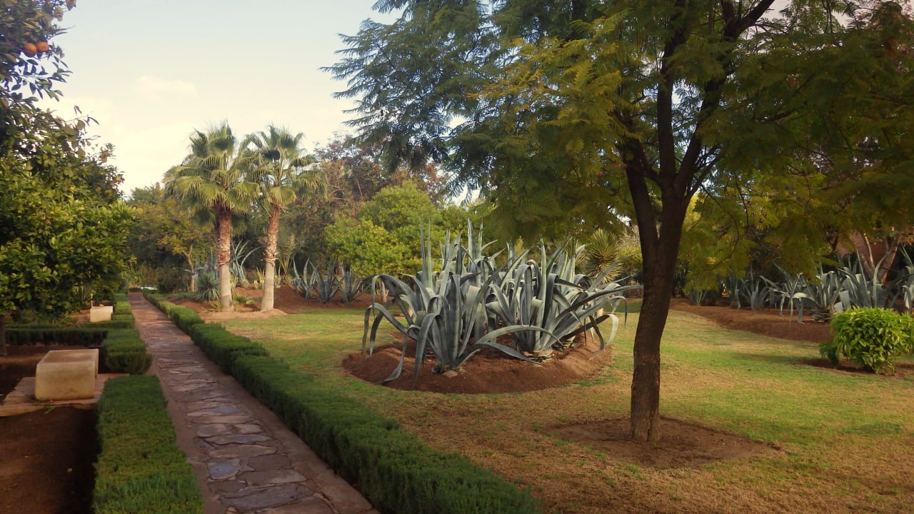 Palmenbereich Hotel Riu Tikida Garden - Adults Only