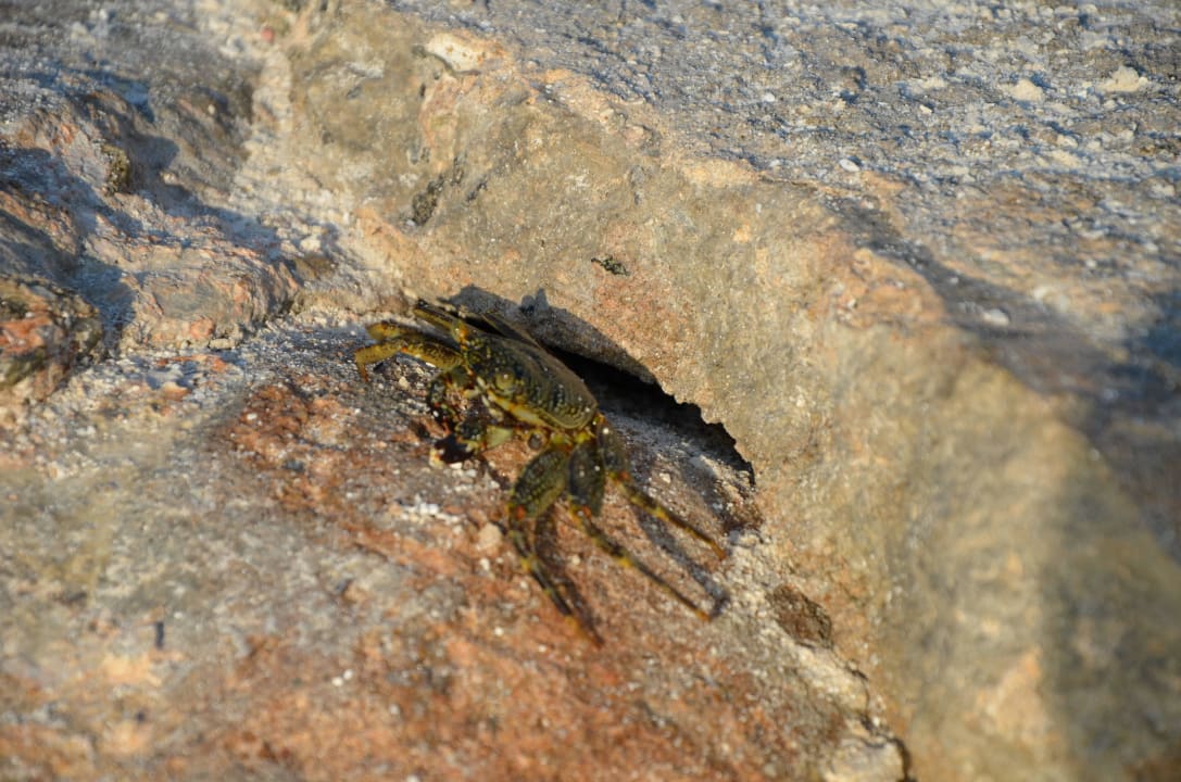 Malediven 3/2015 Adaaran Select Meedhupparu Island Resort - Premium All Inclusive