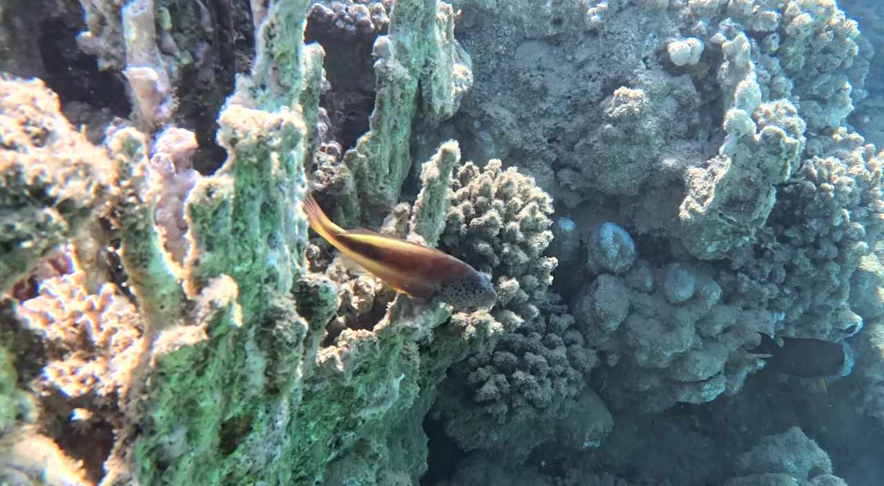 Sport & Freizeit Lahami Bay Beach Resort