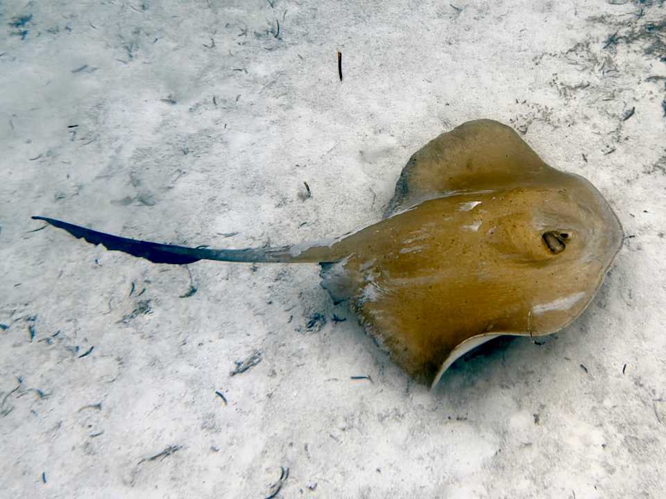 Strand Jawakara Islands Maldives