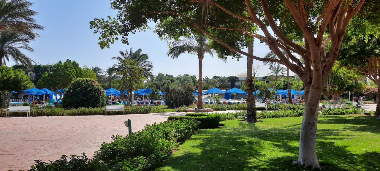 Gartenanlage Desert Rose