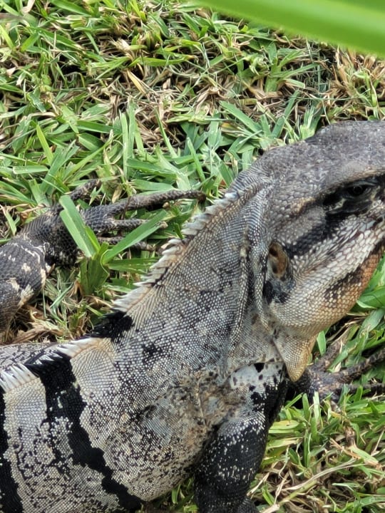 Gartenanlage Hotel Riu Dunamar