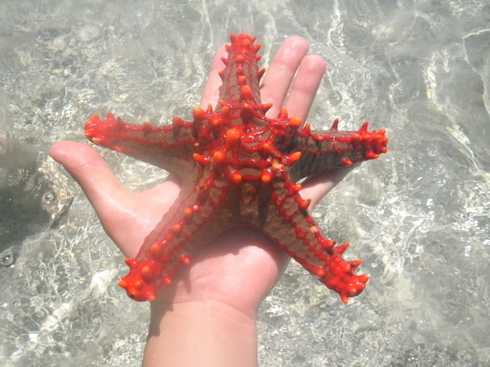 Auf der Sandbank Hotel Papillon Lagoon Reef