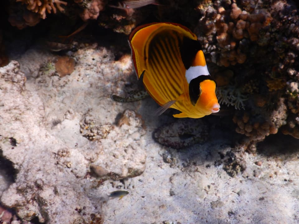 Sport & Freizeit Radisson Blu Resort, El Quseir