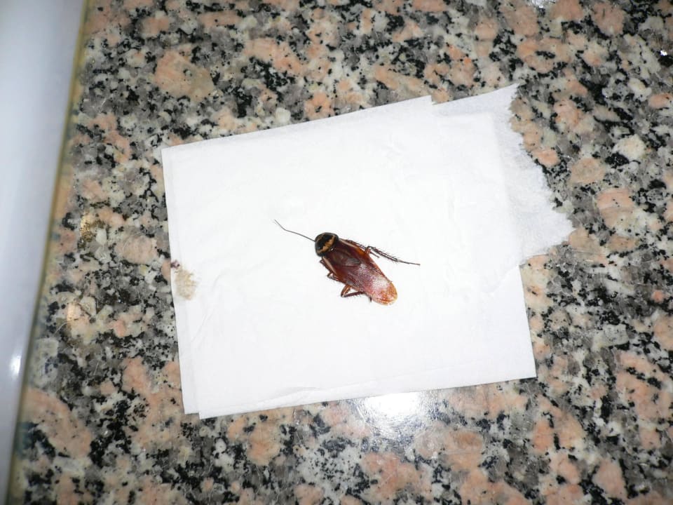 Unerwünschter Besuch Hotel ValleMar