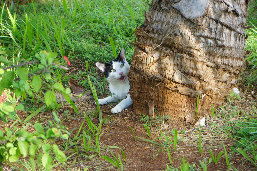 Gartenanlage Hotel Roc Barlovento