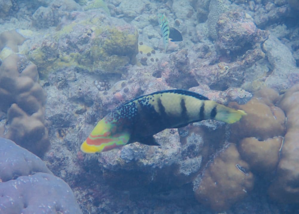 Sport & Freizeit  Reethi Faru Resort