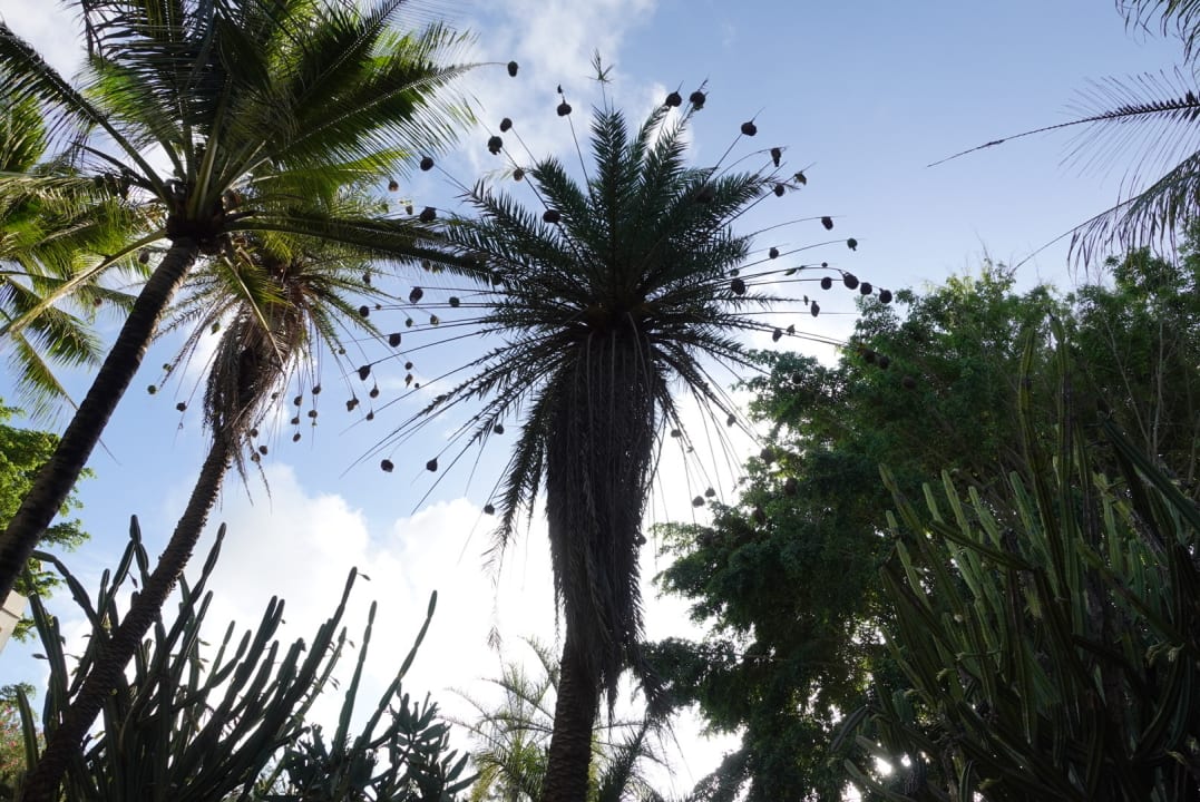 Gartenanlage Lagoon Attitude - Adults only