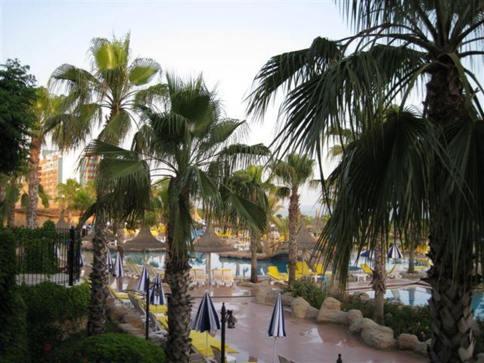 Basen kamely word Kamelya Aishen Club