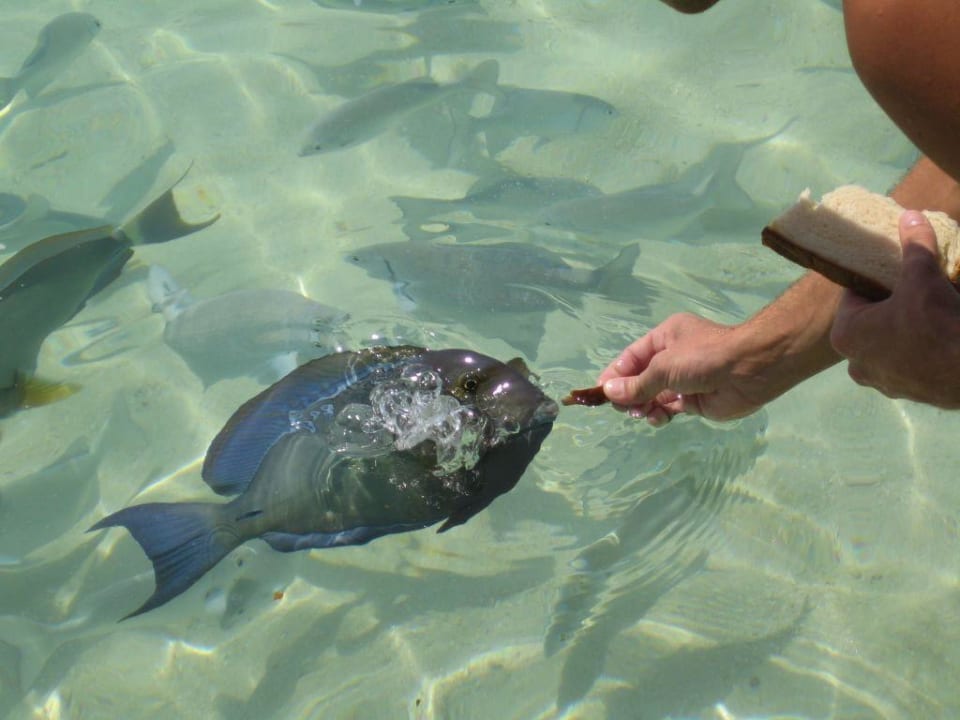 Doktorfische lieben Weißbrot Summer Island Maldives