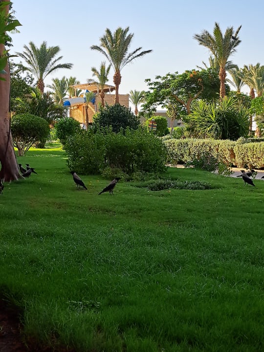 Gartenanlage Sentido Caribbean World Soma Bay