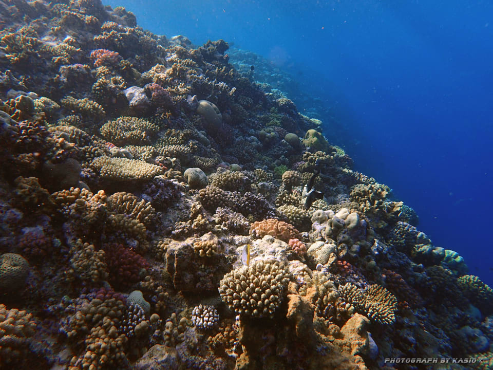 Rafa dostępna z pomostu Akassia Swiss Resort