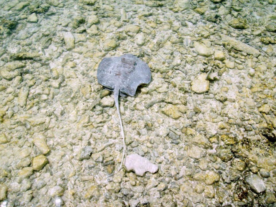 Babyrochen in Strandnähe Cinnamon Dhonveli Maldives
