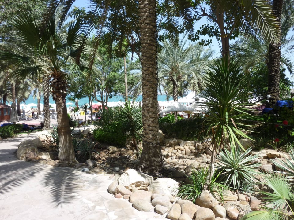 Die Oase vor dem Strand Hilton Dubai Jumeirah