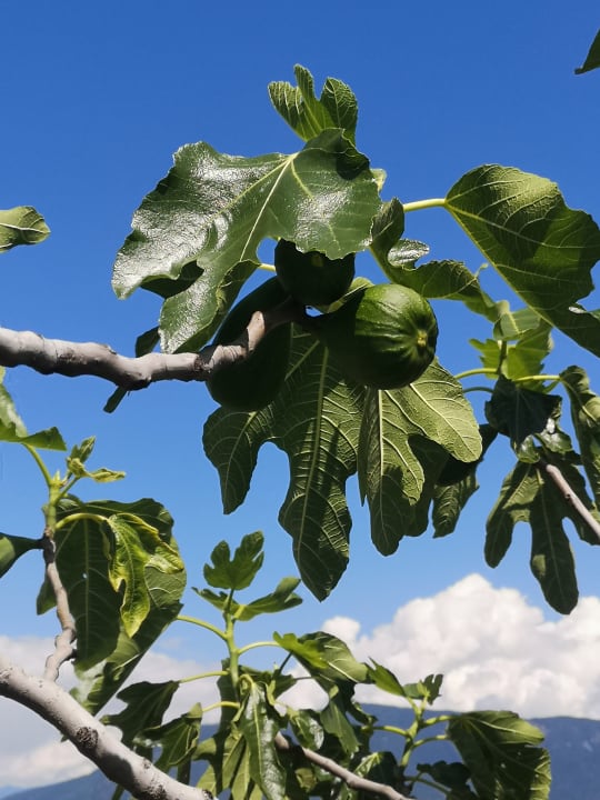 Gartenanlage Heideggerhof