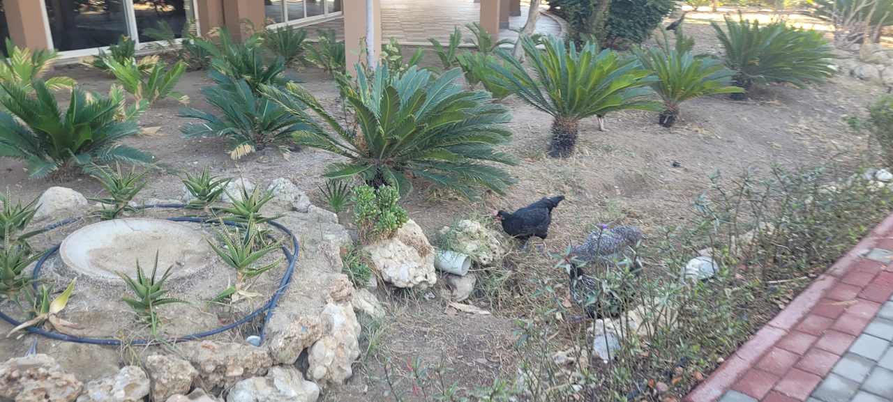 Gartenanlage Seaden Sea World Resort & Spa