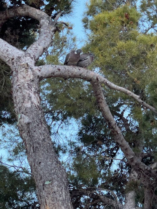 Gartenanlage Hotel Bendinat