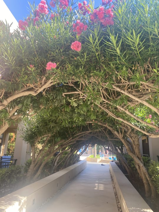 Gartenanlage Hotel Atlantis Beach