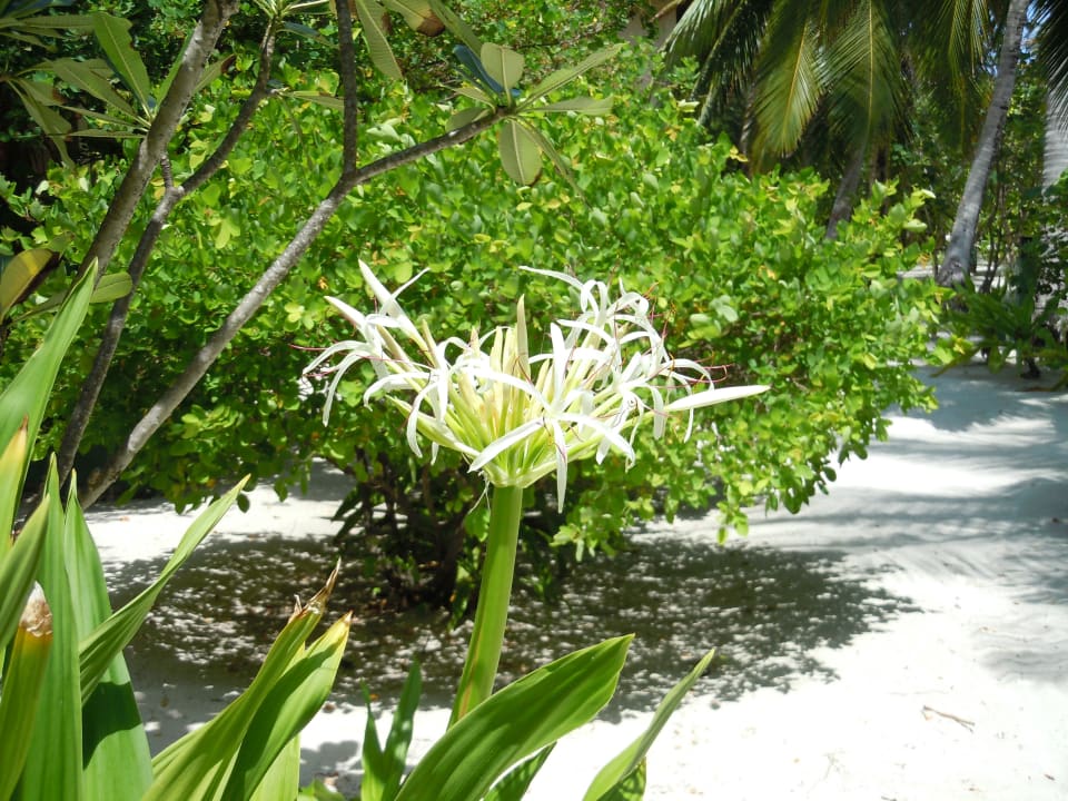 Stillleben Summer Island Maldives