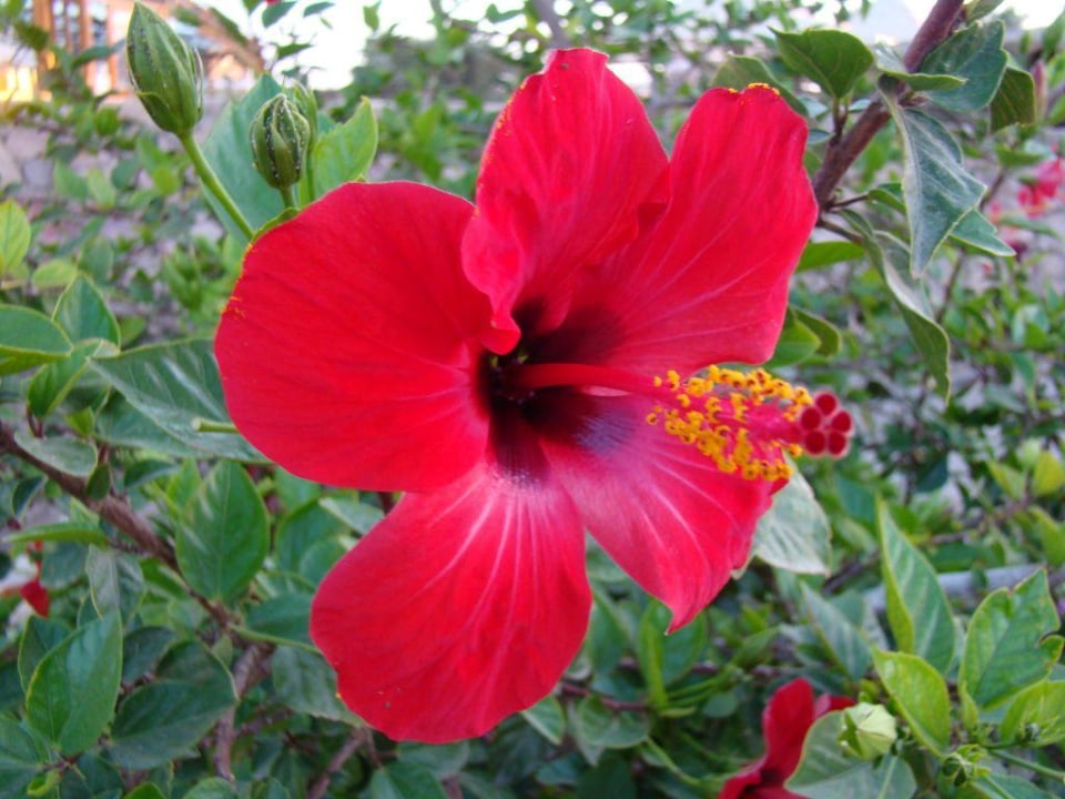 Gartenblume Brayka Bay Resort