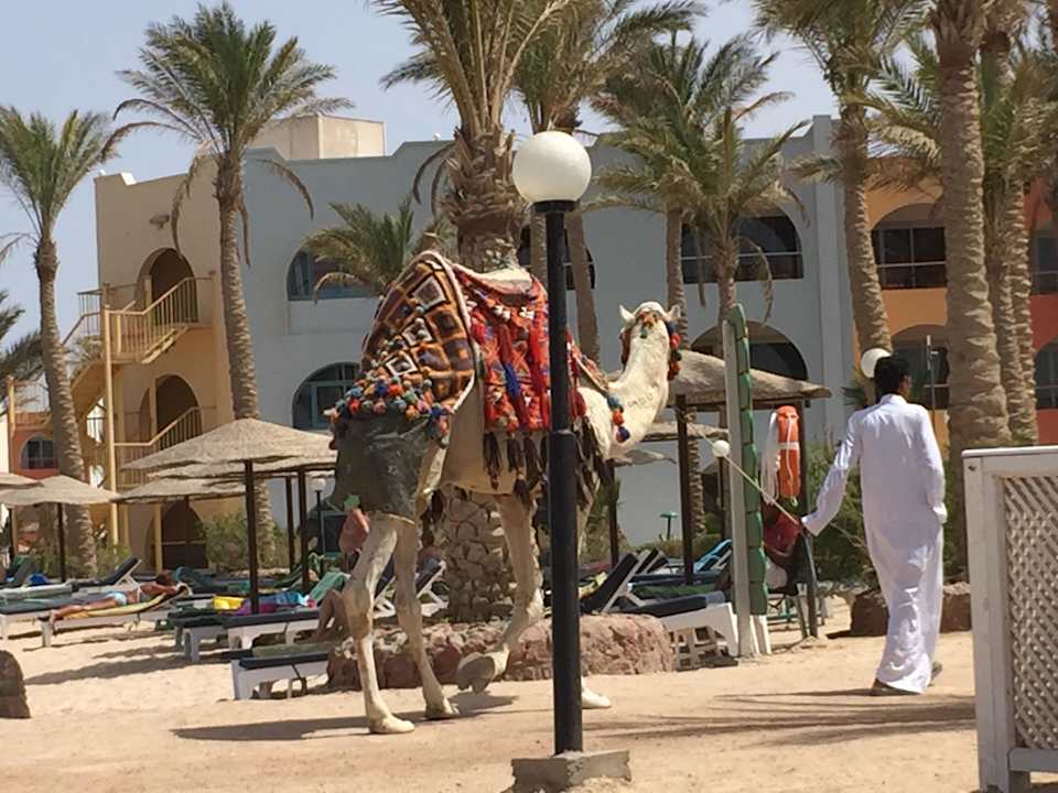Hoteleigenes Kamel Arabia Azur Resort