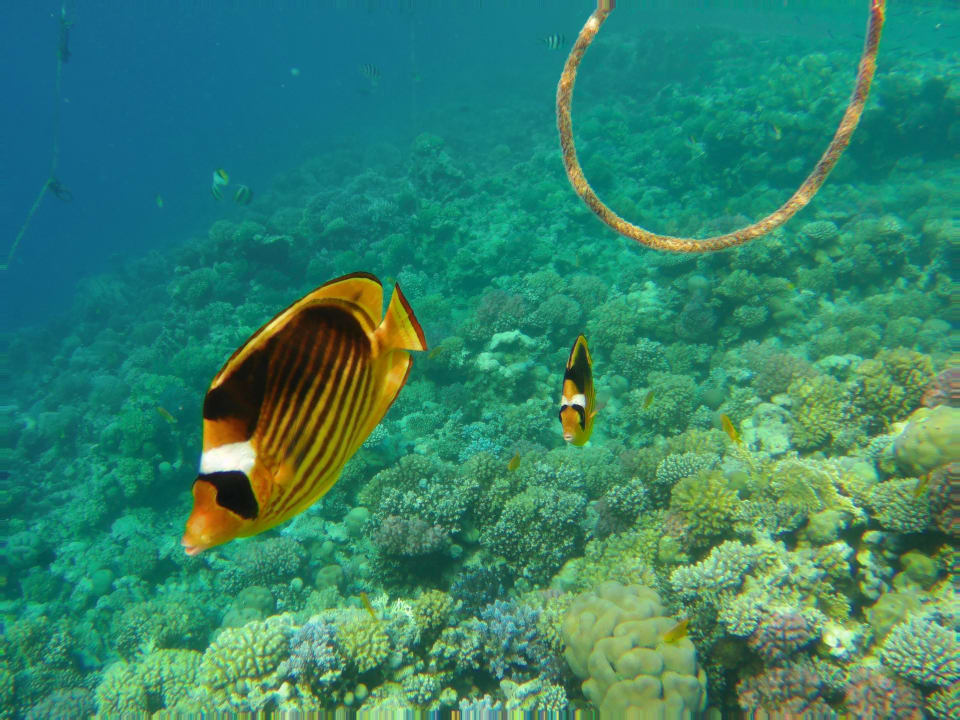 Strand Grand Waterworld Makadi & Family Star Makadi