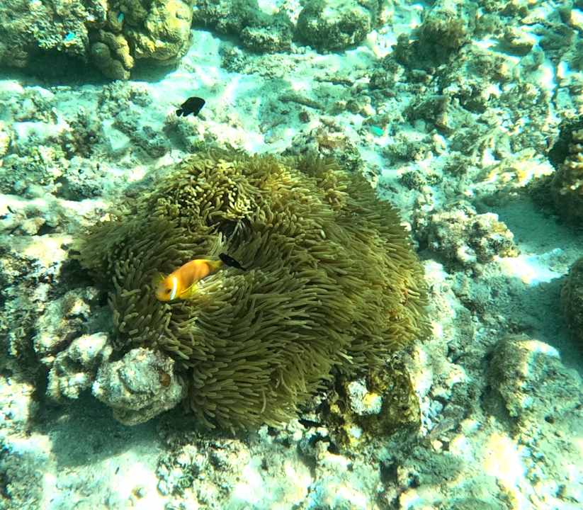 Strand Jawakara Islands Maldives